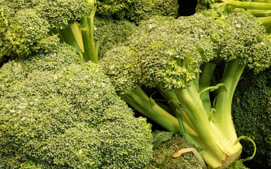 Heads of Broccoli