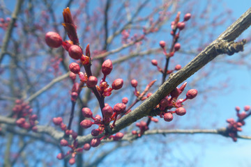 Plum buds