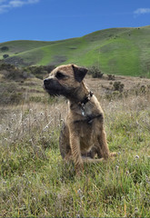 Border Terrier sitting  in meadow