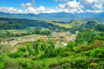 Green rice field  in Tana Toraja