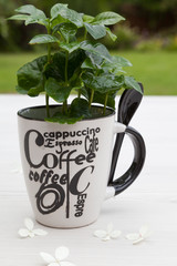 Young green sprouts of coffee tree in a coffee mug on a white wooden table