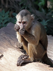 capuchin monkey cub