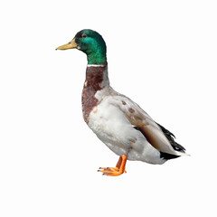 mallard duck