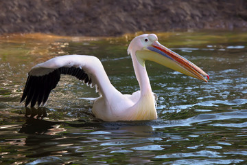 White Pelican
