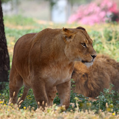  lioness