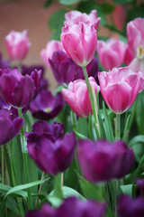 colorful tulip flower as background.
