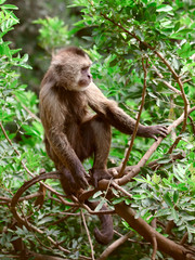 capuchin