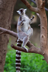 Lemur