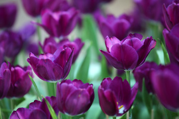 Obraz na płótnie Canvas colorful tulip flower