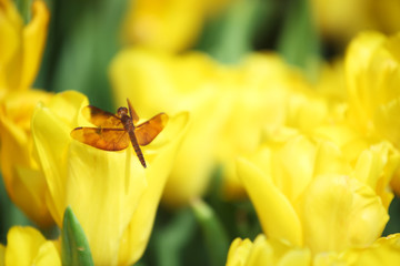 dragonfly on tulip flower