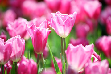 pink tulip flower as background.