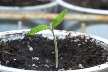 green small leaf