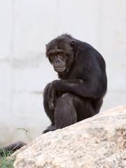 Chimpanzee