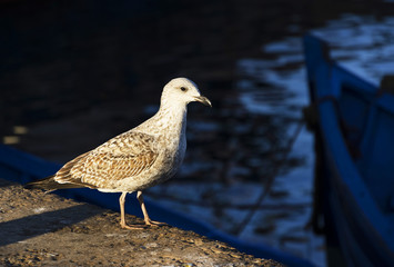 Essaouira Harbour, Morocco, Africa