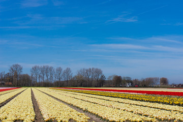 field of tulips.  colorful tulip farm.  Netherlands field. Dutch