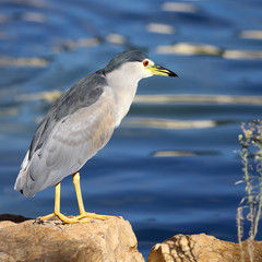  Night-Heron