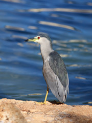  Night-Heron