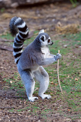 lemur