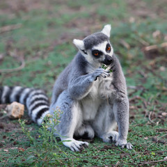 Lemur