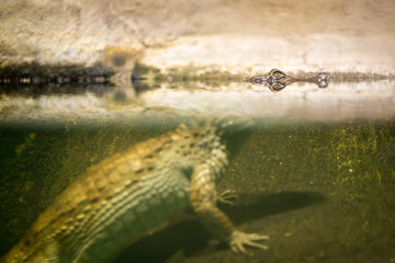 Obraz na płótnie Canvas Yellow Amphibian Crocodile