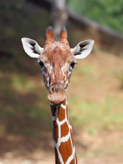 giraffe