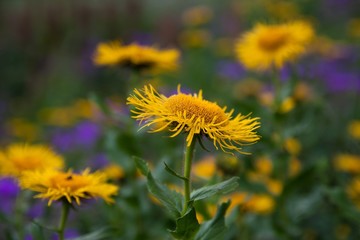 wildflowers