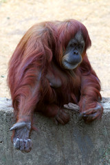 Orangutan