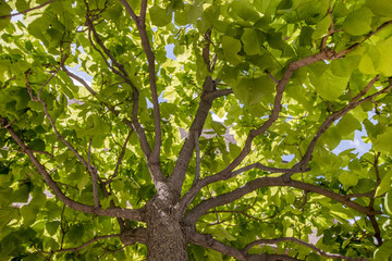 Fototapeta na wymiar Under view of a beautiful green tree on a sunny day.