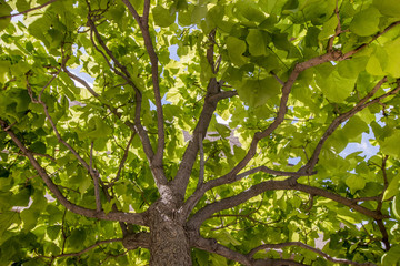 Under view of a beautiful green tree on a sunny day.