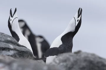 Poster Kinbandpinguïn, Antarctica. © Johannes Jensås