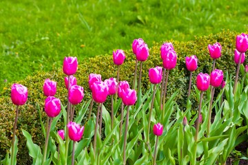 pink tulips