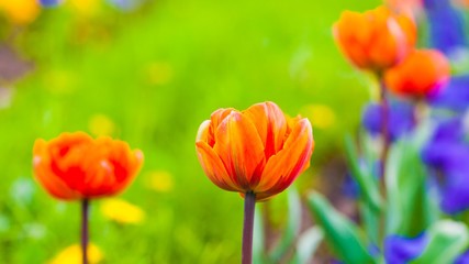 Obraz premium orange tulips