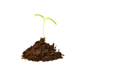 Small green plant (tomato) isolated on white