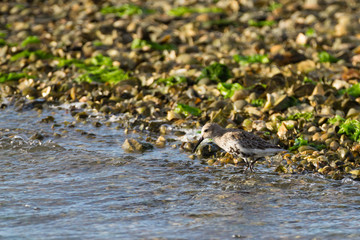 Kentish plover bird