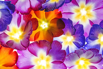 colorful primroses -  flowers background macro