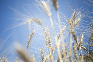 golden wheat field and sunny day