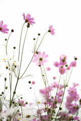 Pink cosmos flowers in garden close up