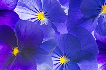 Foto auf Acrylglas Pansies Stiefmütterchen Blume Nahaufnahme - Blumenhintergrund
