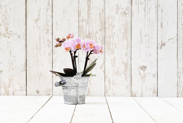 pink orchid in metal pot, on white wooden planks