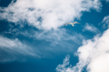 Naklejka na ściany i meble Flying White Seagull In Blue Sunny Cloudy Sky. Copy space