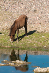 Wild Horse Reflected in River