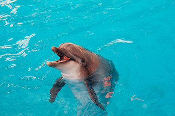 Naklejka premium Smiling dolphin