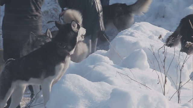 A pack of husky breed dogs