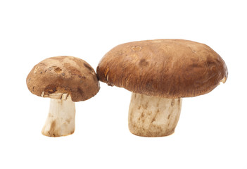 pair mushroom on white background