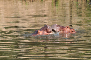 Two hippopotamus swimming in the river