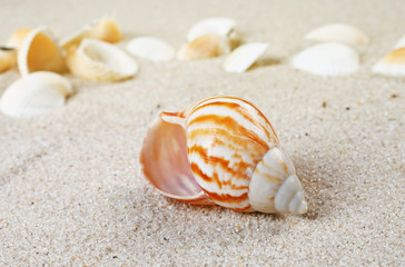 beautiful Sea shells on sand. 