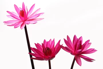 Photo sur Plexiglas fleur de lotus blooming lotus flower isolated on white background.
