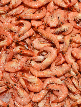 Fresh shrimp on ice. Fresh seafood on a fish market stall.