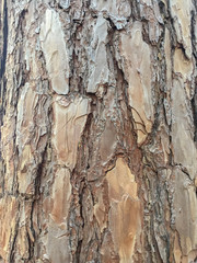 pattern wood of pine tree