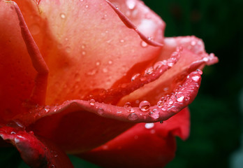 Pink rose with dew drops 